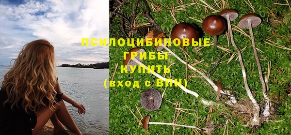 прущие грибы Абинск
