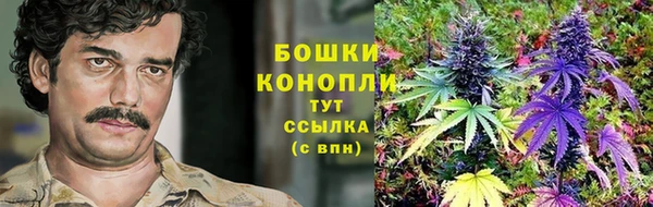 прущие грибы Абинск